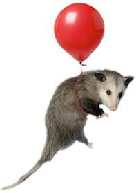 possum floating on a balloon