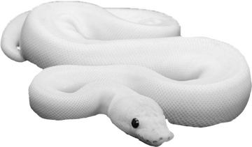 little white snake